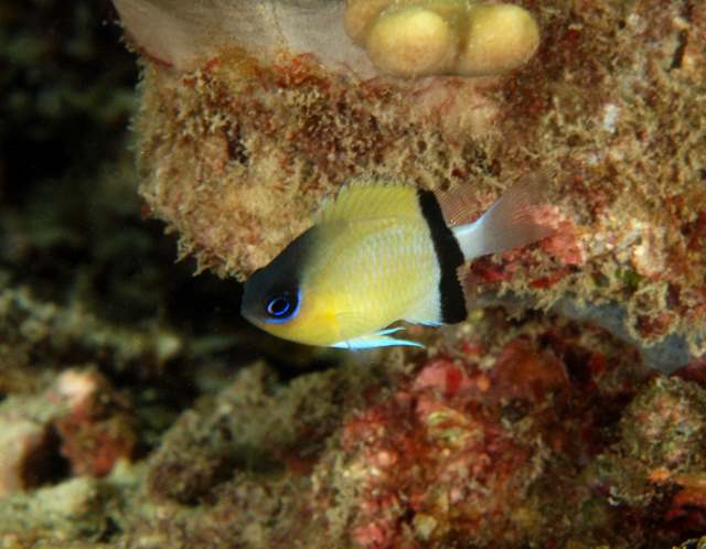 Chromis retrofasciatus